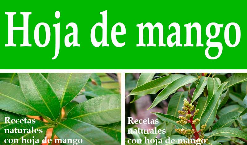 Recetas con hoja de mango y sus beneficios