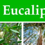 Recetas con eucalipto