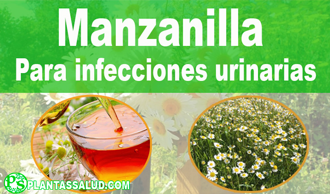 Manzanilla para infecciones urinarias
