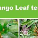 Mango leaf tea for our immune system