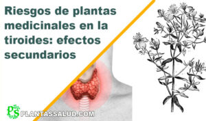 Riesgos de plantas medicinales en la tiroides